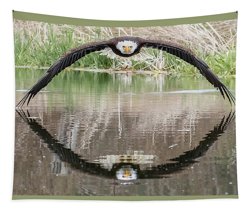 Eagle Tapestry featuring the photograph Bruce the Bald Eagle by Steve Biro