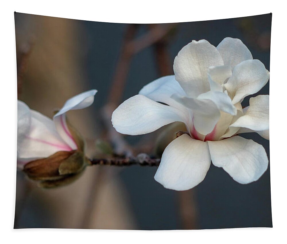 Dogwood Tapestry featuring the photograph Bud to Bloom by Mary Anne Delgado