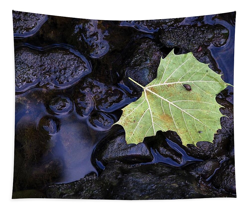 Bug Tapestry featuring the photograph Bug on a Leaf by Buck Buchanan