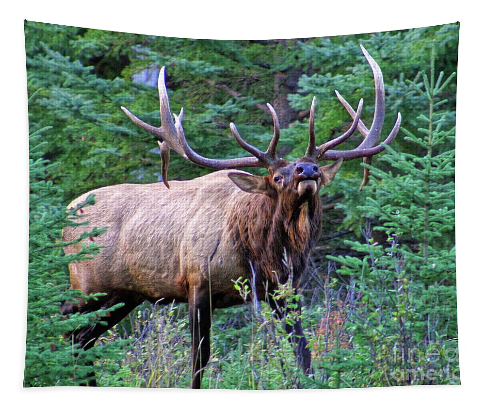Old Large Gigantic Tapestry featuring the photograph Bull elk posturing and ready to fight all comers, during the heat of the rut, breeding time by Robert C Paulson Jr