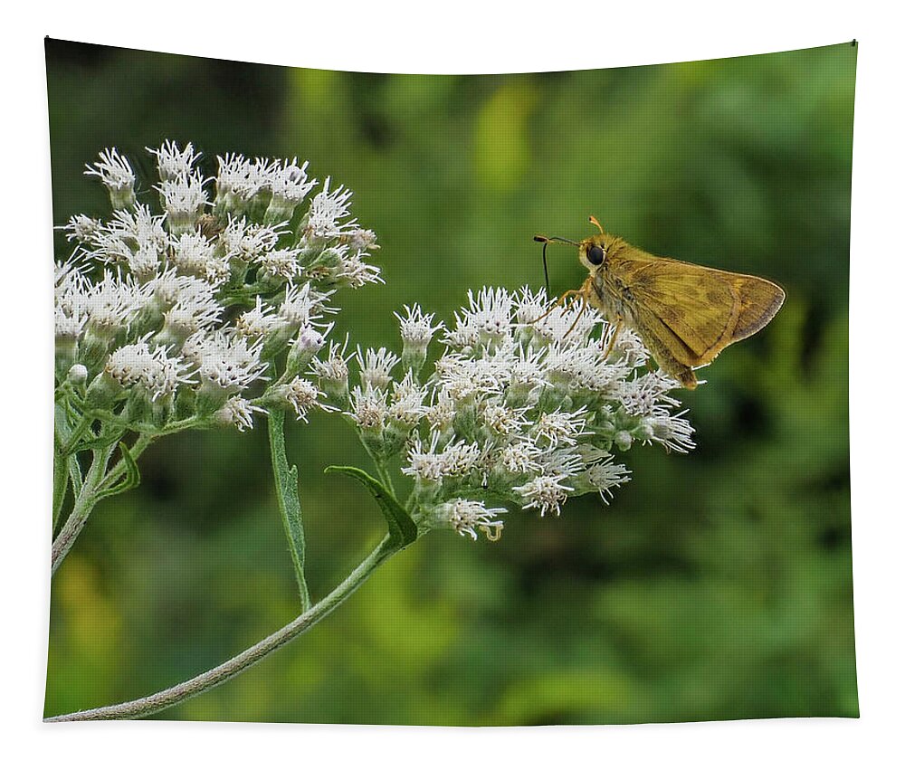 Nature Tapestry featuring the photograph Butterfly or Moth Photo by Louis Dallara
