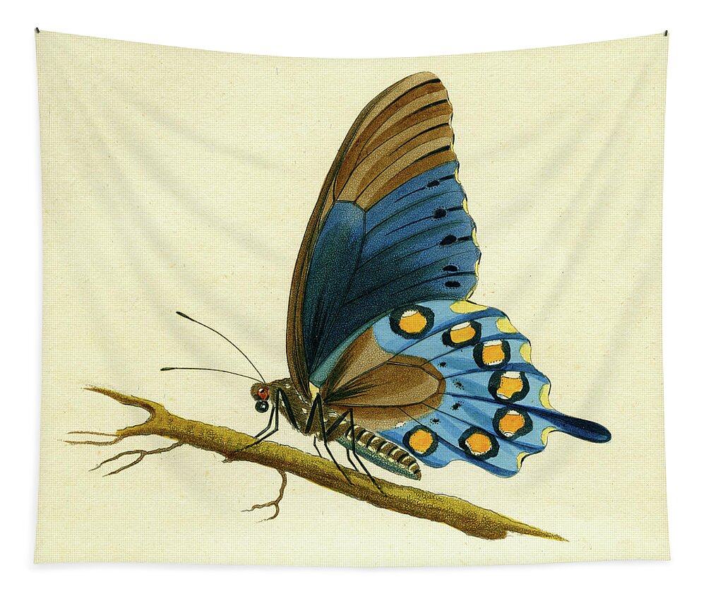 Entomology Tapestry featuring the mixed media butterfy detail - Papilio Philenor by Unknown