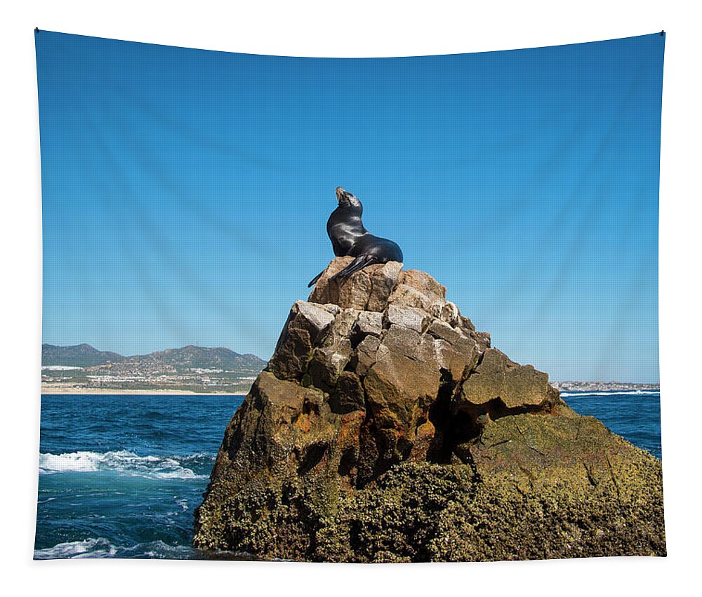 Cabo Tapestry featuring the photograph Cabo Seal by Bill Cubitt