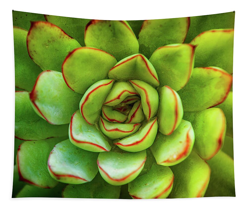 Cactus Tapestry featuring the photograph Cactus Plant by Carlos Caetano
