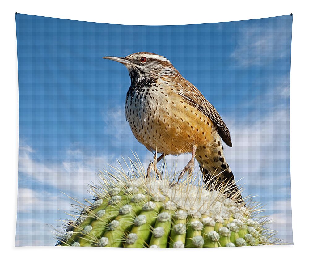 Adult Tapestry featuring the photograph Cactus Wren on a Saguaro Cactus by Jeff Goulden