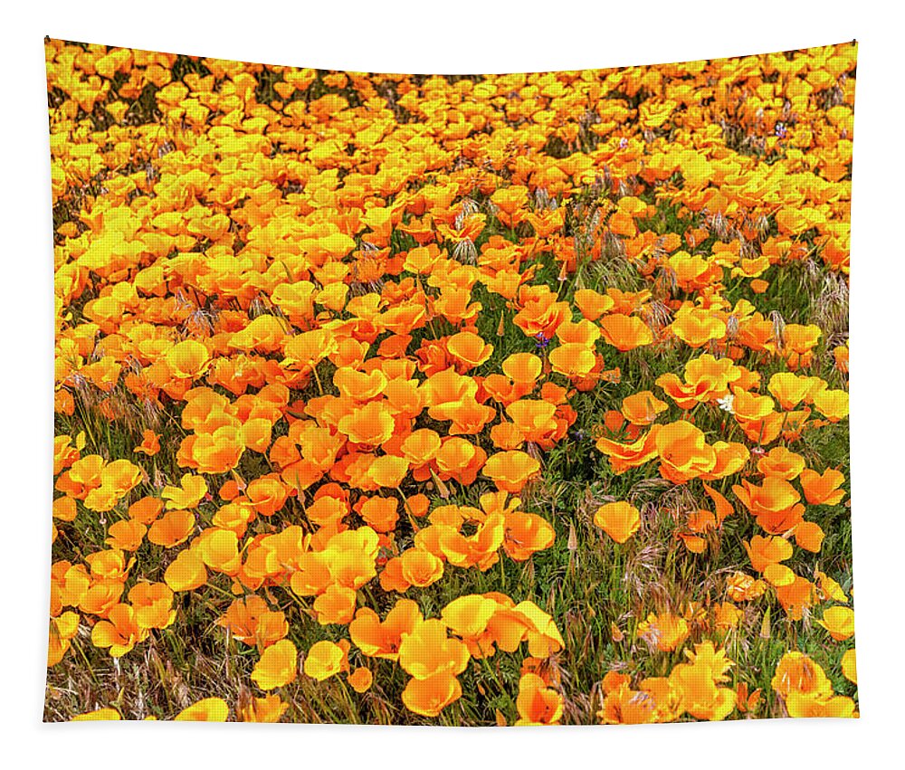 Poppies Tapestry featuring the photograph California Poppies - 2019 by Gene Parks