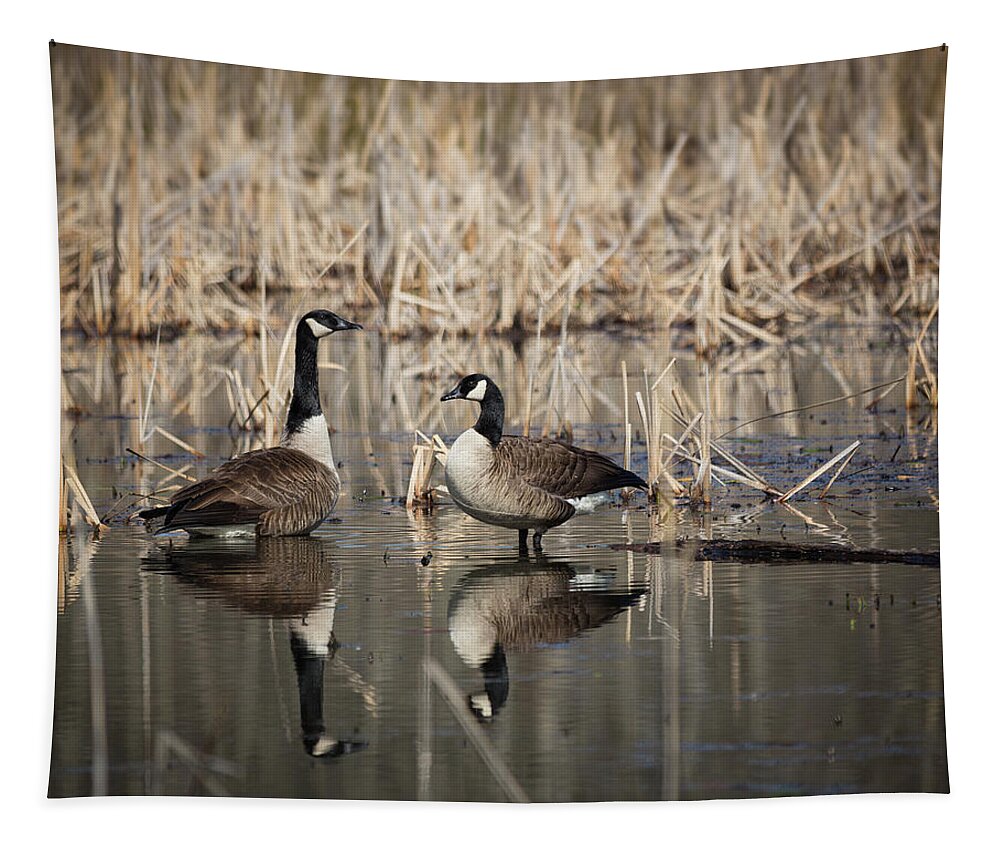 Canada Geese On The Marsh Tapestry featuring the photograph Canada Geese on the Marsh by Jemmy Archer