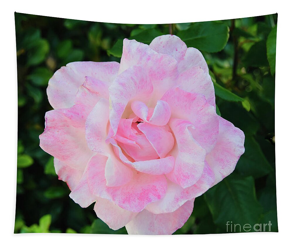 Candy Floss Rose Flower Tapestry featuring the photograph Candy Floss Rose Flower by Abigail Diane Photography
