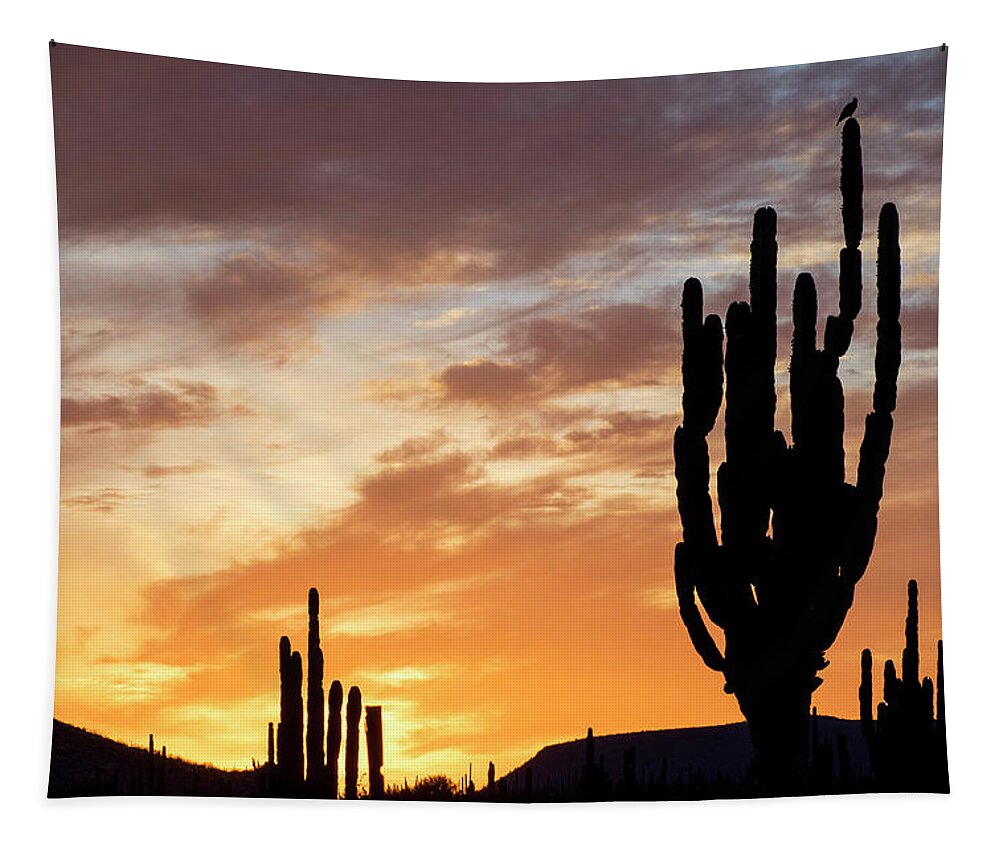 Estock Tapestry featuring the digital art Cardon Cactus, Baja California, Mexico by Natalino Russo