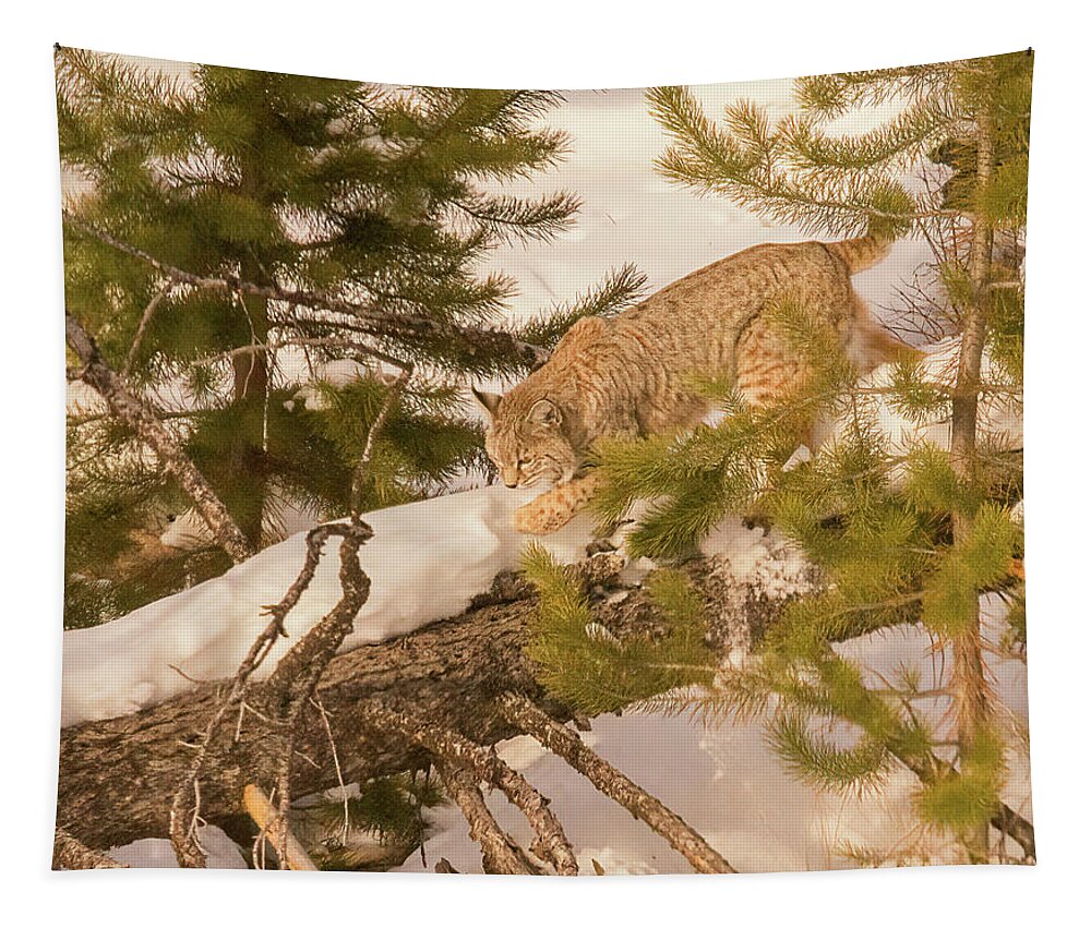 Cat Walk Tapestry featuring the photograph Cat Walk by Priscilla Burgers