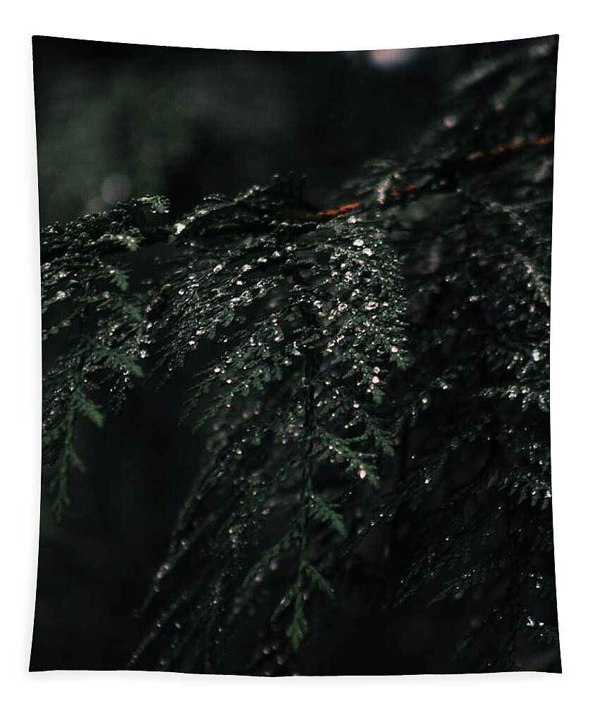 Water Drop Tapestry featuring the photograph Cedar by Noah Mahlon