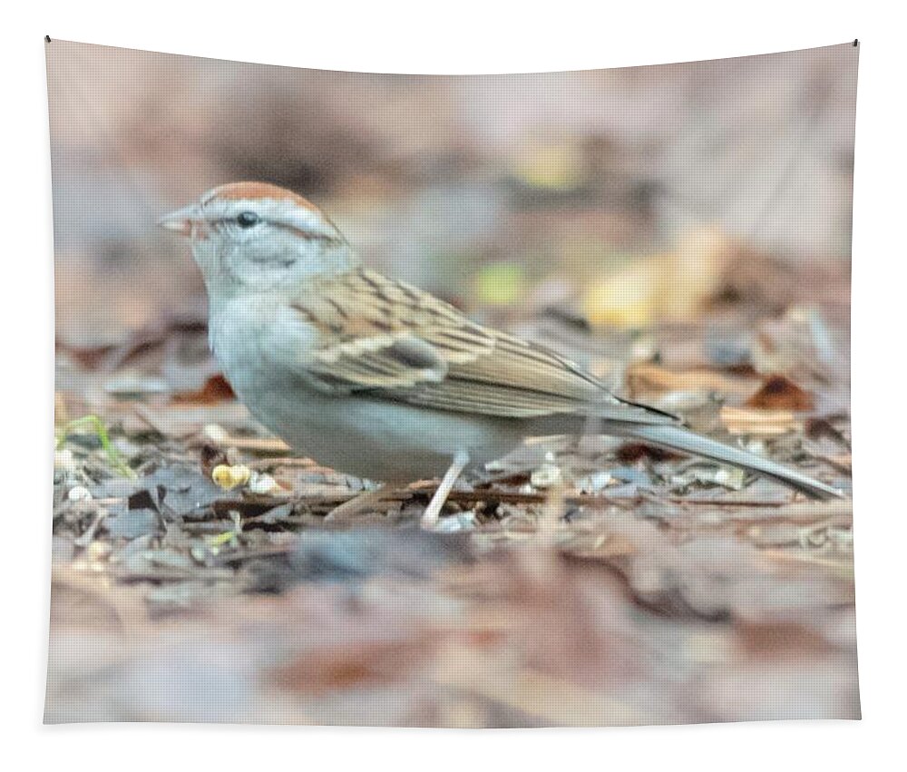 Chipping Sparrow Tapestry featuring the photograph Chipping Sparrow by Mary Ann Artz