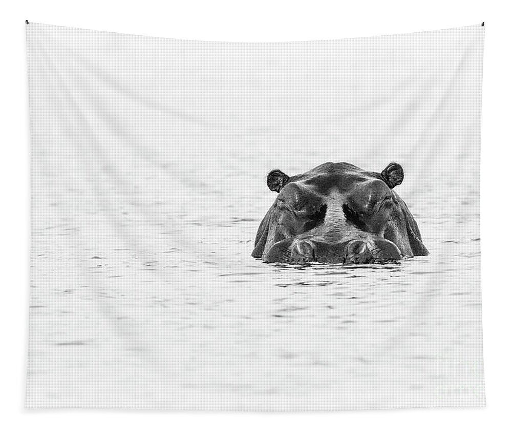 S Africa Tapestry featuring the photograph Chobe River Hippo by Timothy Hacker