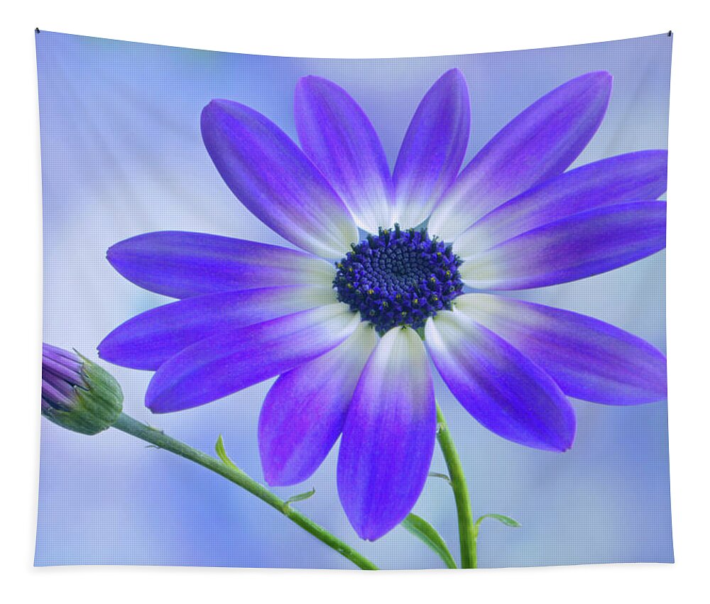 Senetti Tapestry featuring the photograph Classic Senetti by Terence Davis