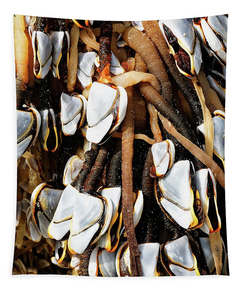 Goose Barnacles Tapestry featuring the photograph Close up Gooseneck Barnacles Lepas anatifera attached to driftwo by Robert C Paulson Jr