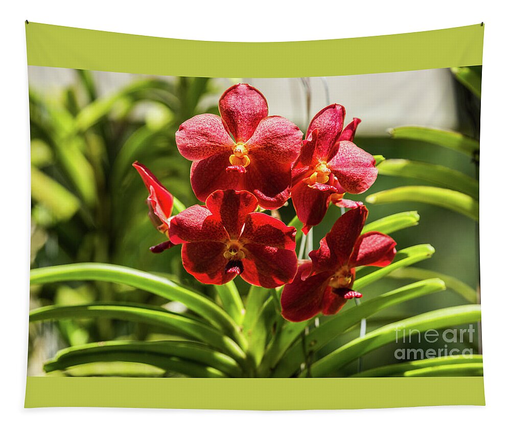 Close Up Tapestry featuring the photograph Close up of a flowering Orchid a6 by Eyal Bartov