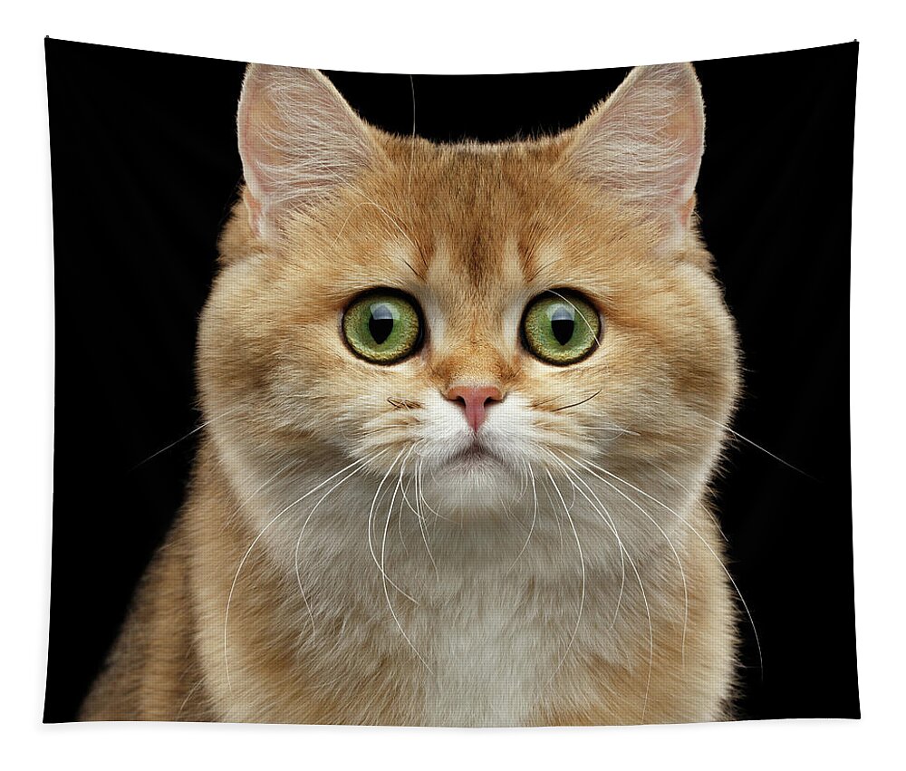 British Tapestry featuring the photograph Close-up portrait of Golden British Cat with green eyes by Sergey Taran
