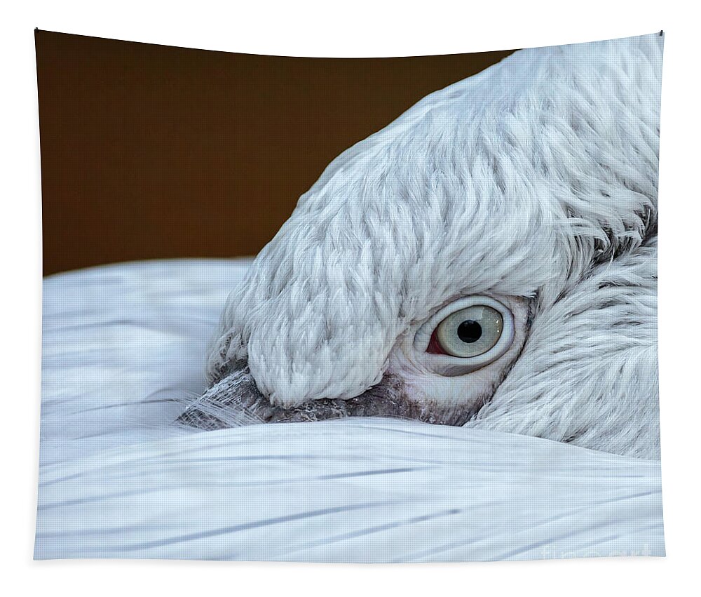Closeup Tapestry featuring the photograph Closeup of the eye of a pelican by Ragnar Lothbrok