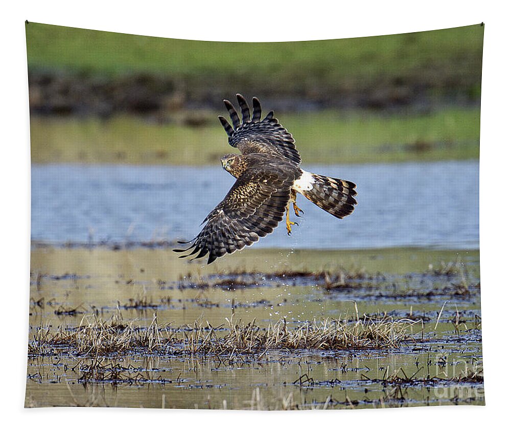 Northern Harrier Tapestry featuring the photograph Cold Feet by Craig Leaper