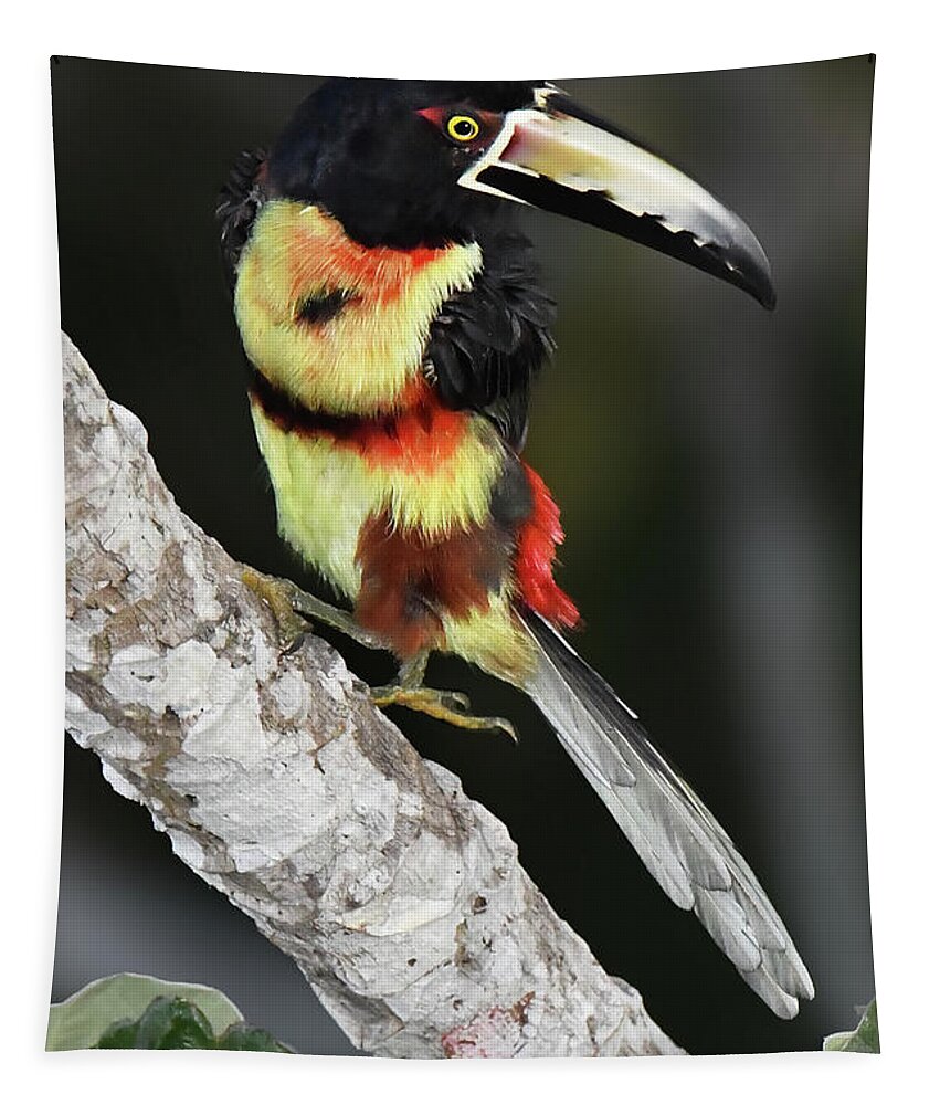 Birds Tapestry featuring the photograph Collared Aracari by Alan Lenk