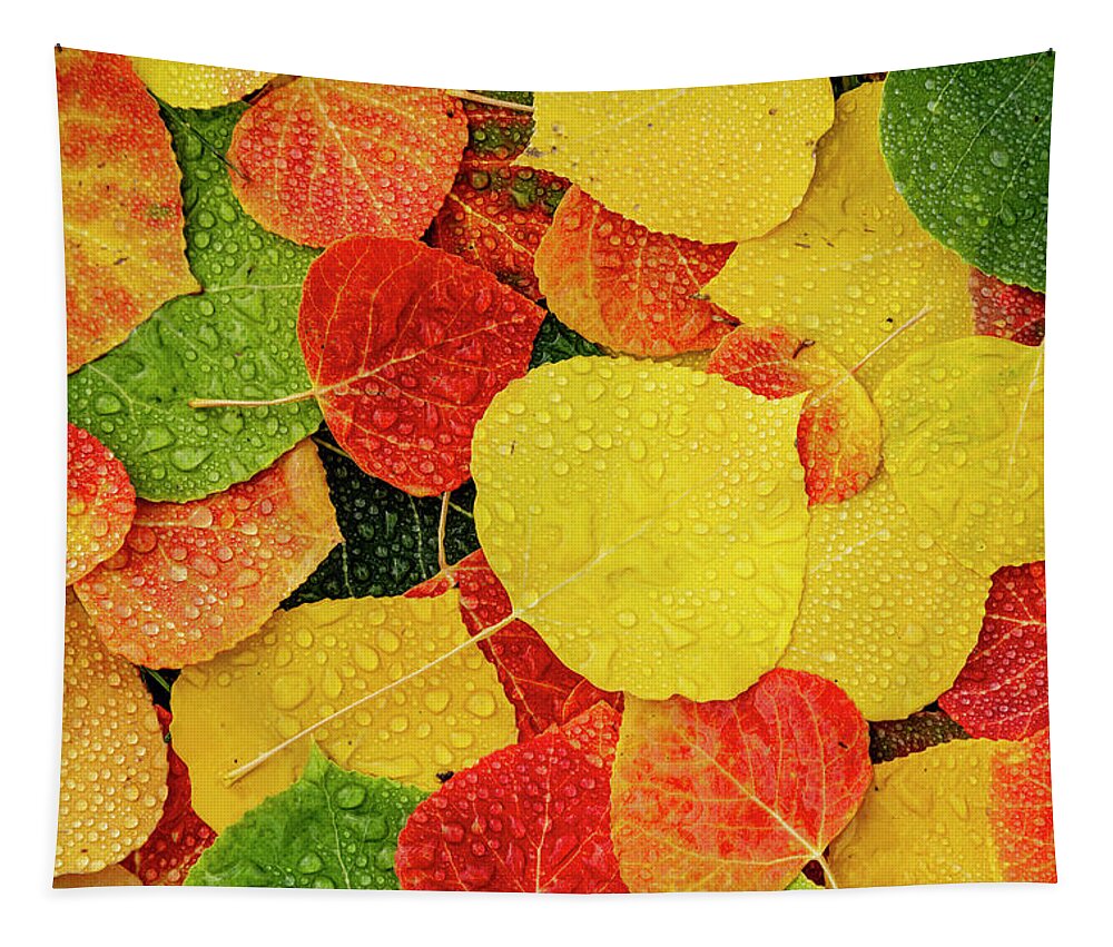 Aspen Forest Tapestry featuring the photograph Colorful Aspen tree leaves with water drops by Teri Virbickis