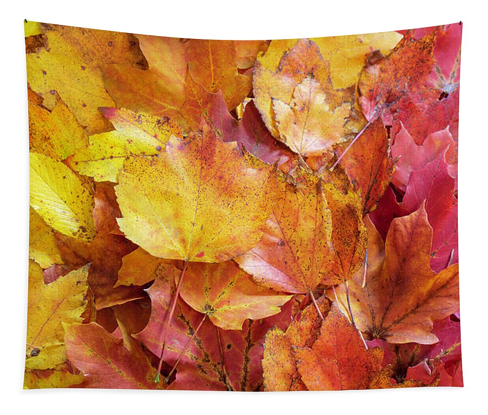 Fall Tapestry featuring the photograph Colors of Fall - Yellow to Red by Jason Fink
