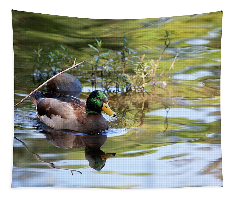 Mallard Tapestry featuring the photograph Common Drake by Karol Livote