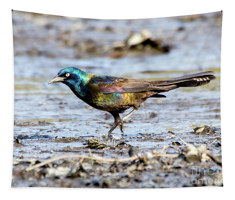 Drained Rosemary Lake Tapestry featuring the photograph Common Grackle on Drained Rosemary Lake by Ilene Hoffman
