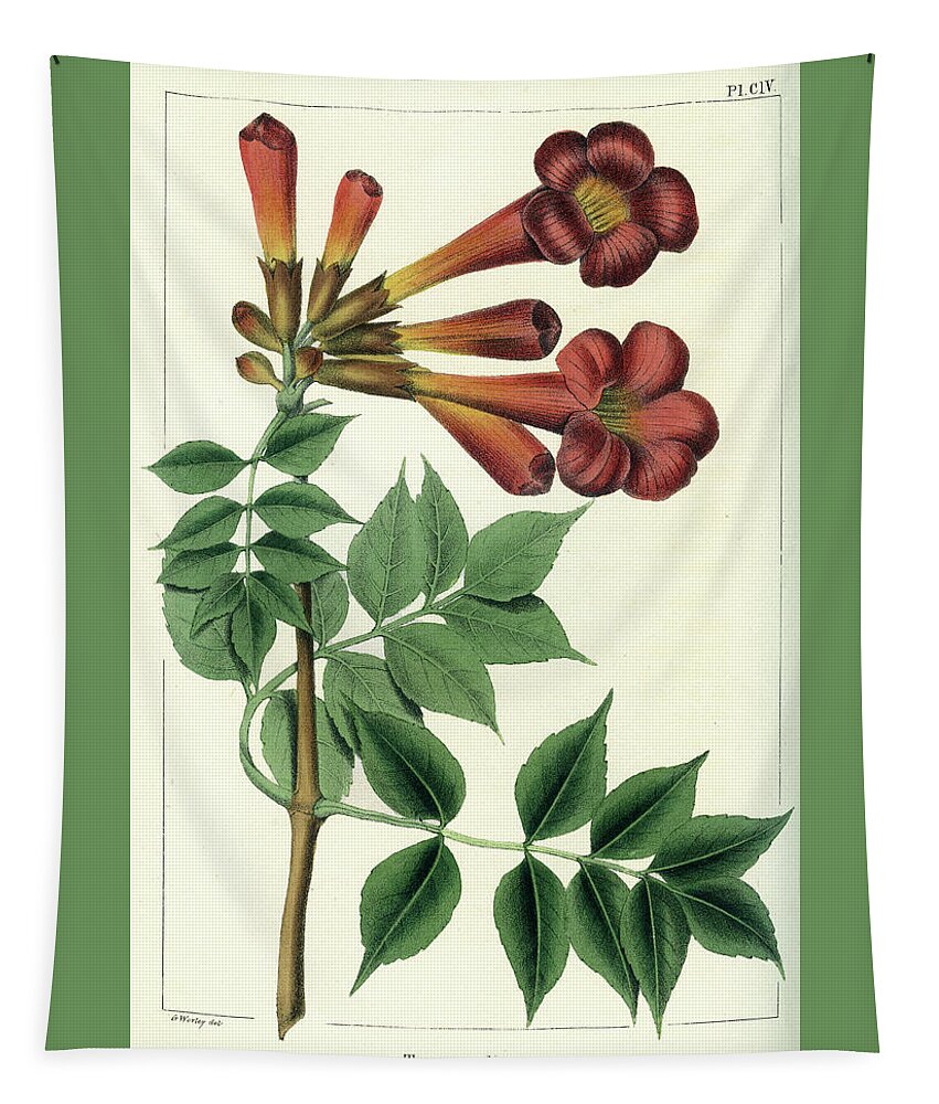 Common Trumpet Flower Tapestry featuring the drawing Common Trumpet Flower by Unknown
