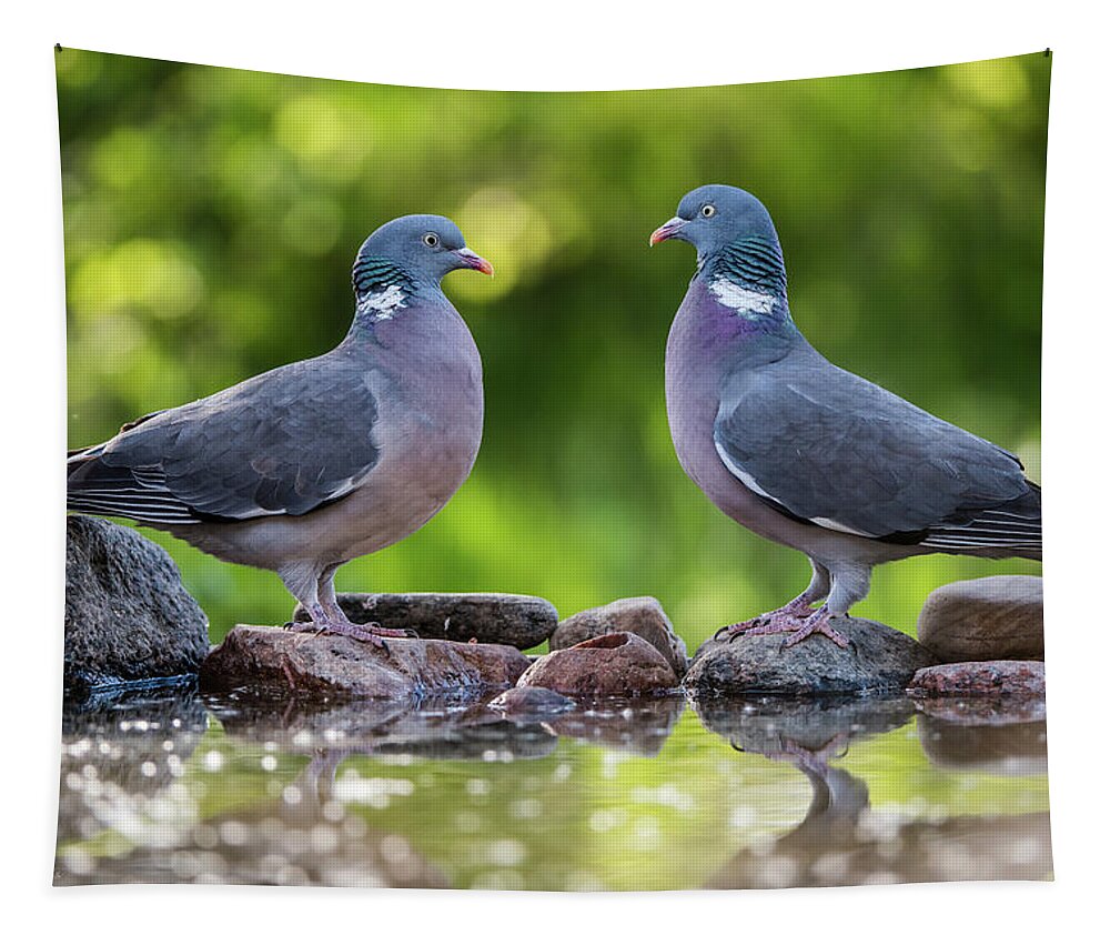 Common Wood Pigeon Tapestry featuring the photograph Common Wood Pigeons meeting at the waterhole by Torbjorn Swenelius