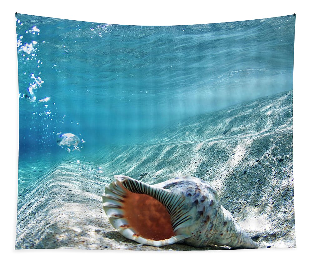  Shell Tapestry featuring the photograph Conch Shell Bubbles by Sean Davey