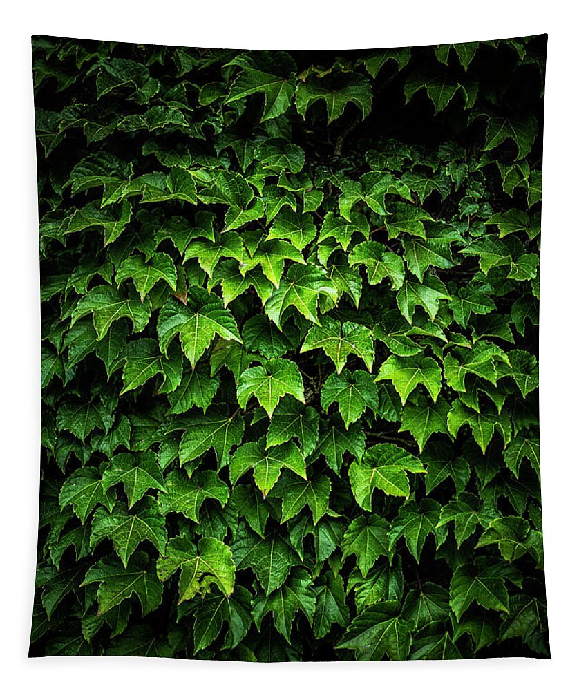 Blumwurks Tapestry featuring the photograph Concord Ivy by Matthew Blum