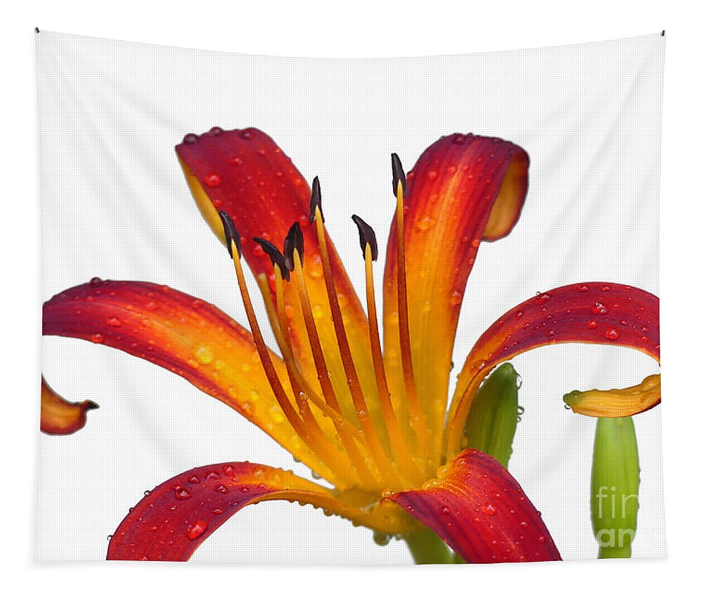 Lily Tapestry featuring the photograph Contrasting Colors by Amy Dundon