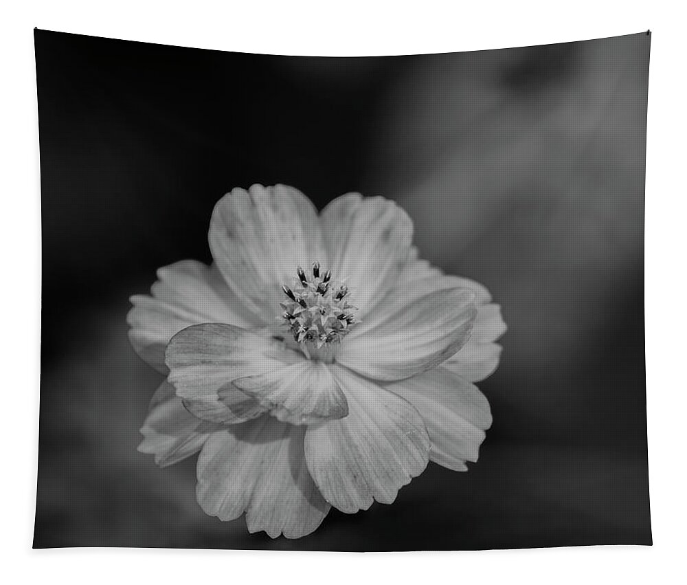 Orange Cosmos Flower Tapestry featuring the photograph Cosmos 2018-2A by Thomas Young