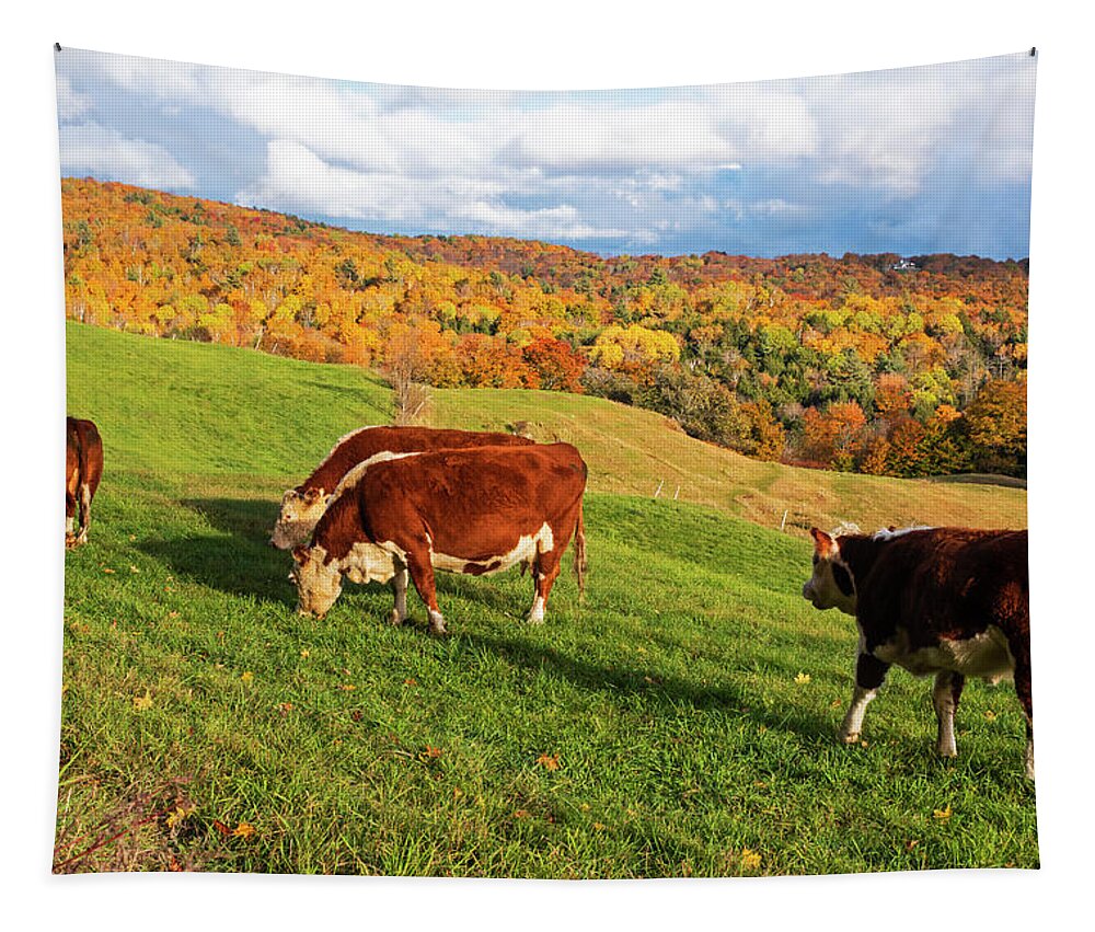 Reading Tapestry featuring the photograph Cows Grazing on the Hillside Jenne Farm Reading VT Fall Foliage Mountain by Toby McGuire
