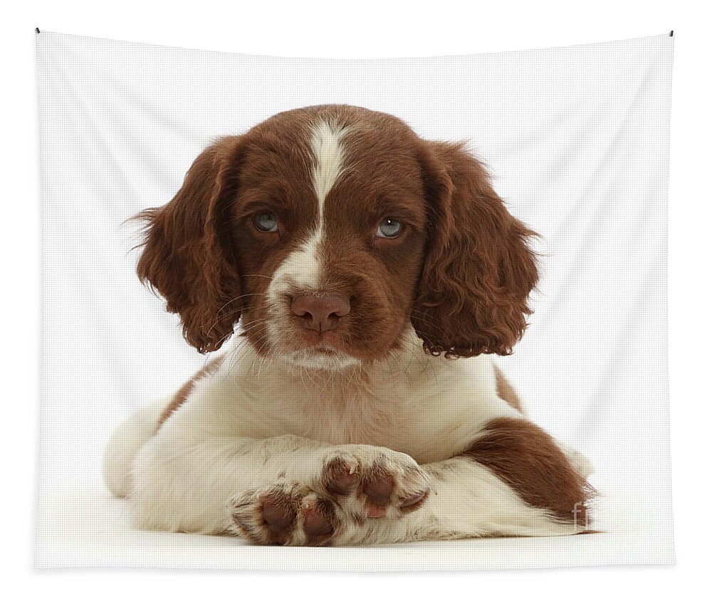 English Springer Spaniel Tapestry featuring the photograph Cross Paws by Warren Photographic