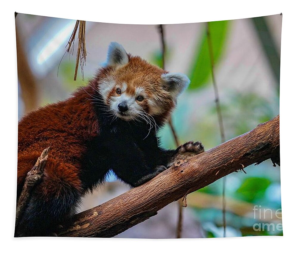 Panda Tapestry featuring the photograph Cute Red Panda by Susan Rydberg