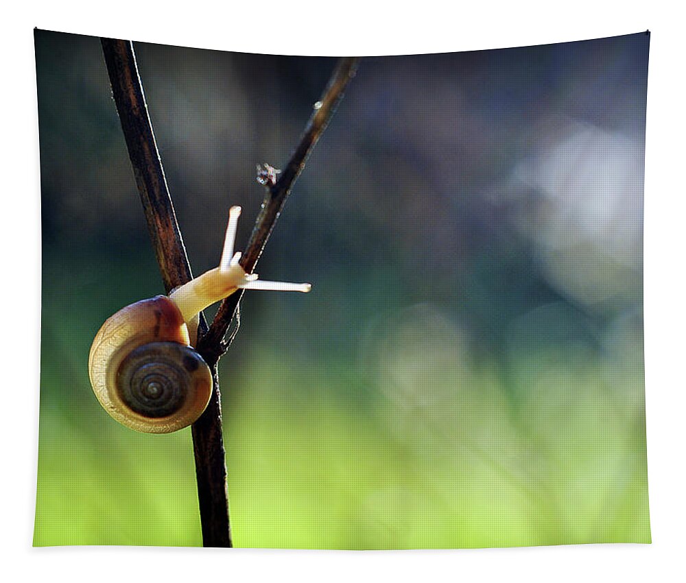 Garden Tapestry featuring the photograph Cutie Pie by Michelle Wermuth
