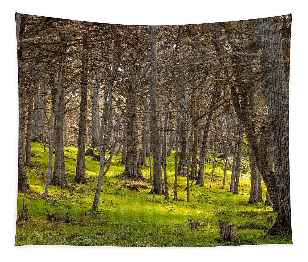 Forest Tapestry featuring the photograph Cypress Grove by Derek Dean