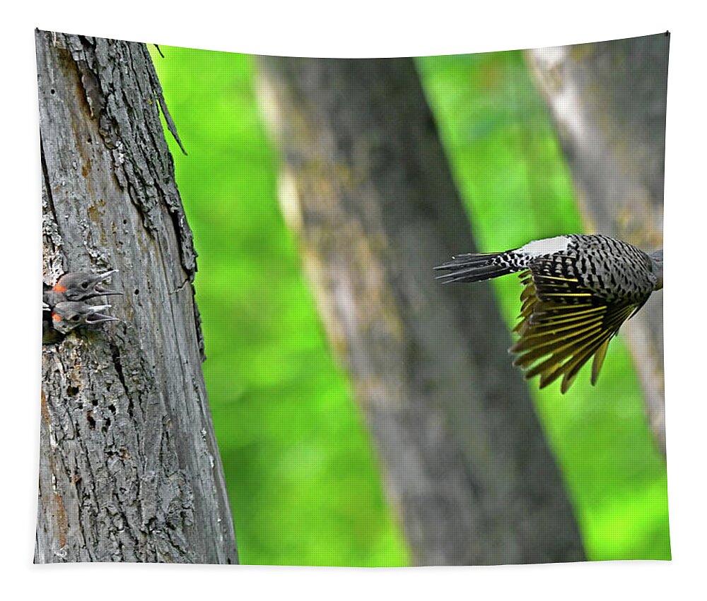 Northern Flicker Tapestry featuring the photograph Daddy come back quickly by Asbed Iskedjian