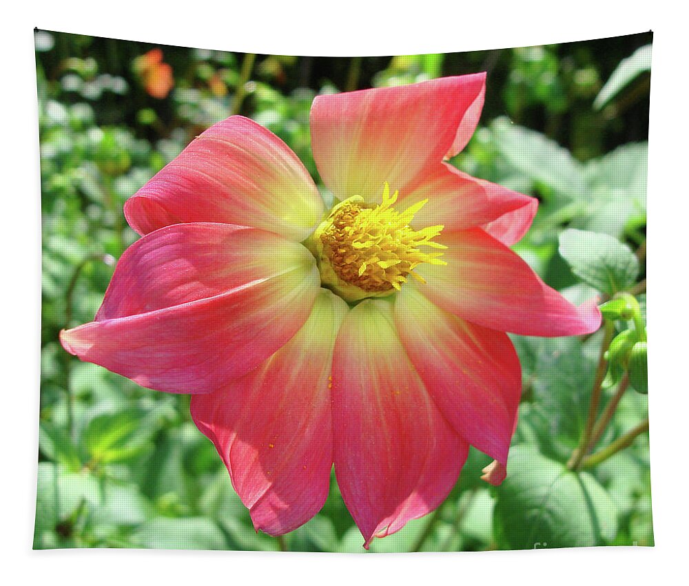 Dahlia Tapestry featuring the photograph Dahlia 14 by Amy E Fraser