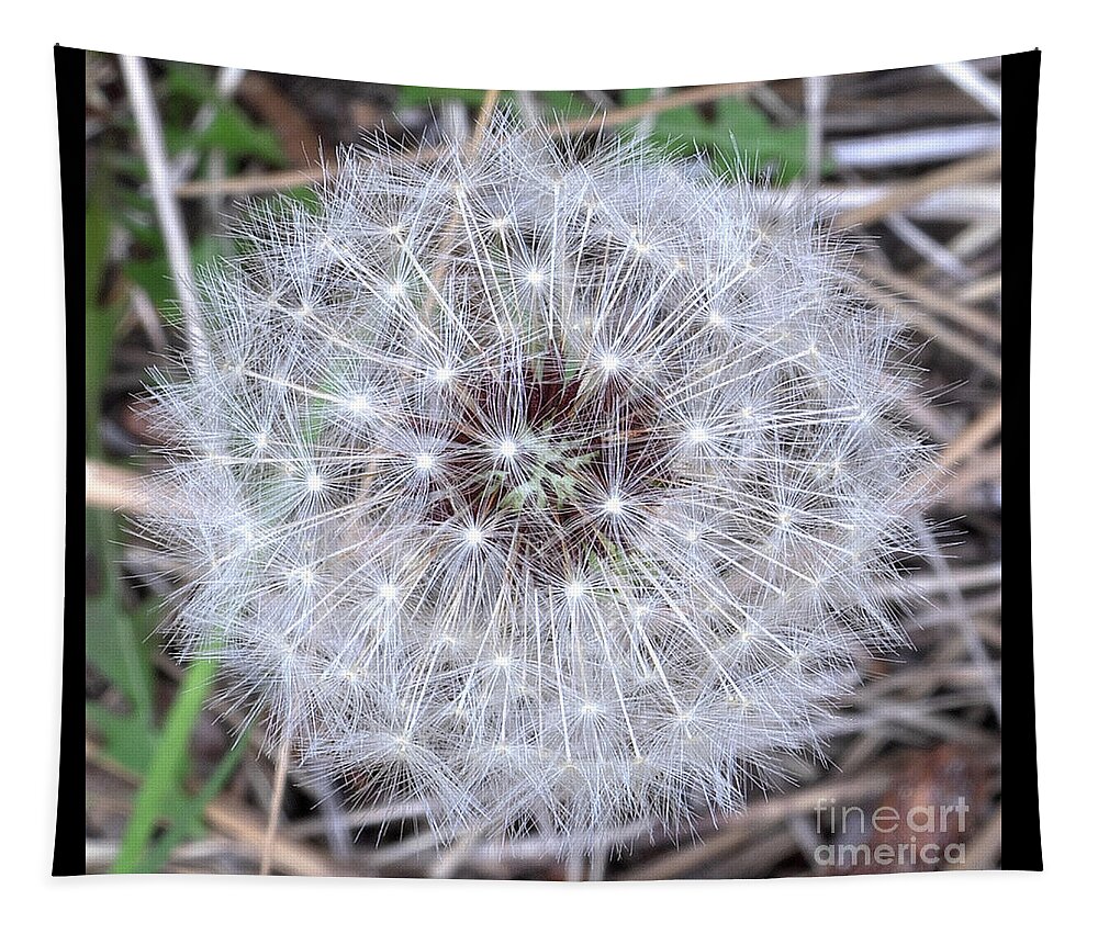 Dandelion Tapestry featuring the photograph Dandelion Seedhead by PROMedias US