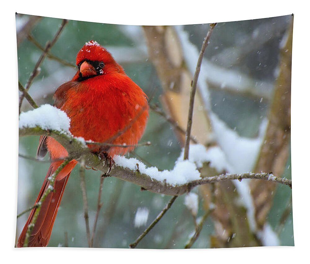 December Surprise Prints Tapestry featuring the photograph December Surprise by John Harding
