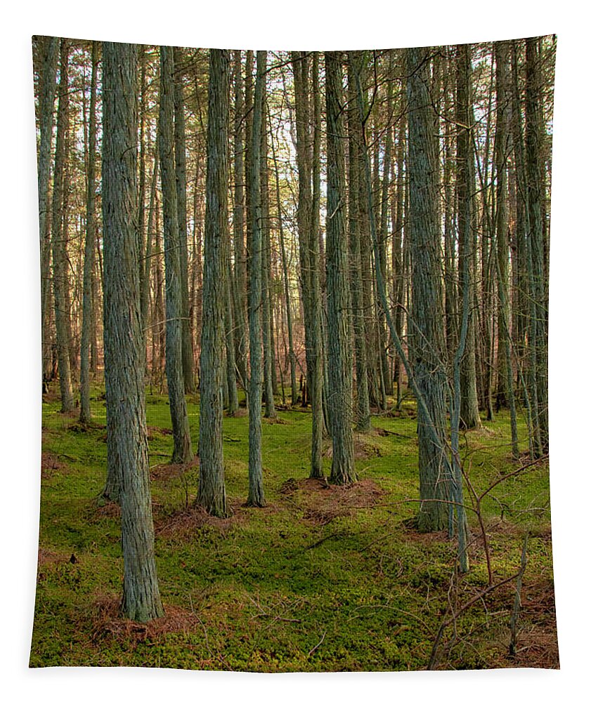 New Jersey Tapestry featuring the photograph Deep In The Cedar Swamp by Kristia Adams