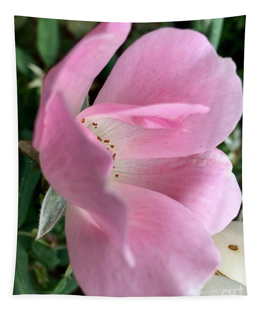 Flower Tapestry featuring the photograph Delicate Pink by Eunice Warfel