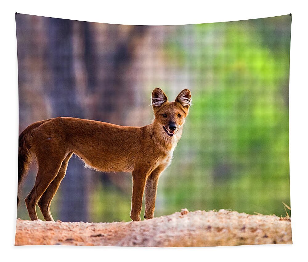 Photography Tapestry featuring the photograph Dhole Cuon Alpinus Standing And Looking by Panoramic Images