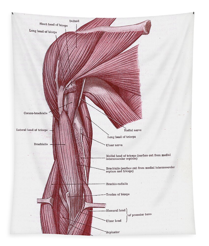 Anatomy Tapestry featuring the photograph Dissection of muscles by Steve Estvanik