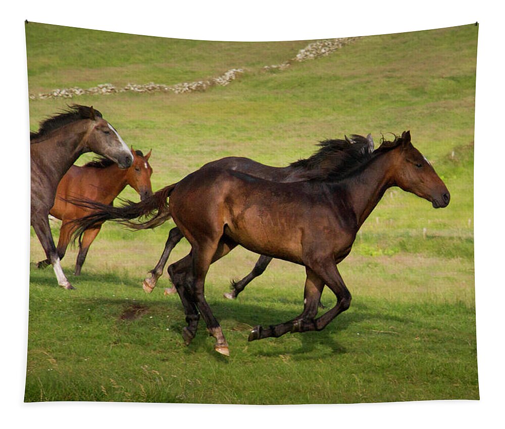 Horse Tapestry featuring the photograph Doolin Gallop II by Mark Callanan