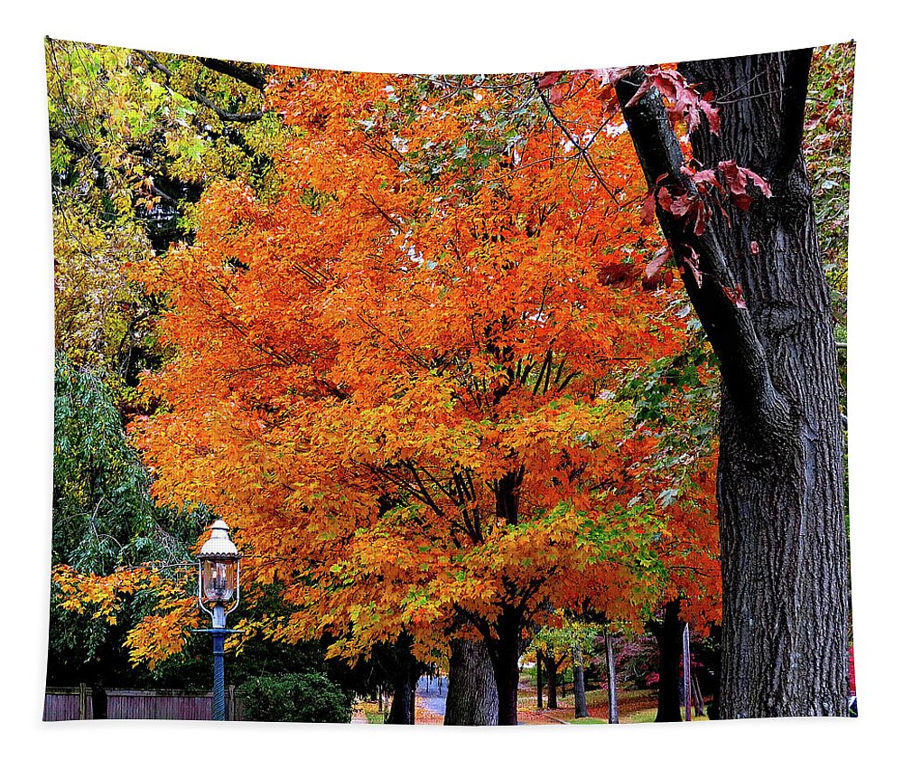 Autumn Tapestry featuring the photograph Down The Avenue in Autumn by Linda Stern