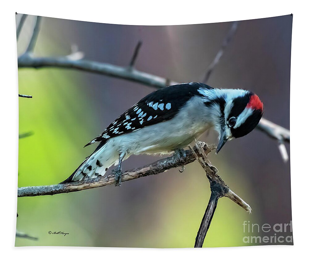 Woodpeckers Tapestry featuring the photograph Downy Woodpecker by DB Hayes